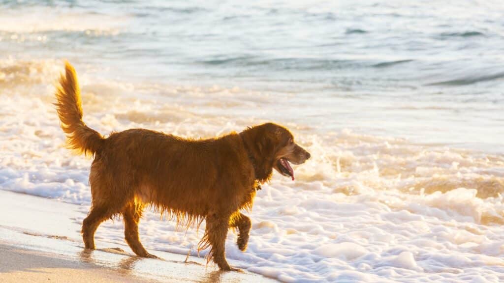 dog at a pet-friendly beach in Miami